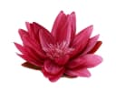 Florists Products Kunstblume Exotische Seerosen Fuchsia Grün 2 Stück Bild 2