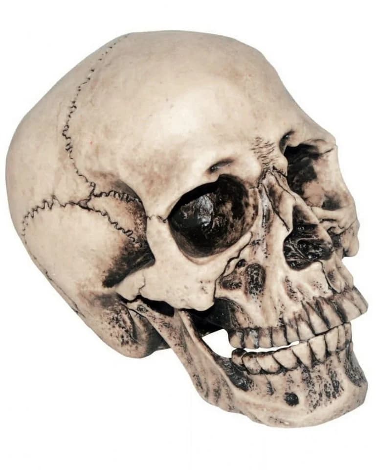 Horror-Shop Dekoobjekt Anthropologie Totenschädel Beige/Braun - Bild 2