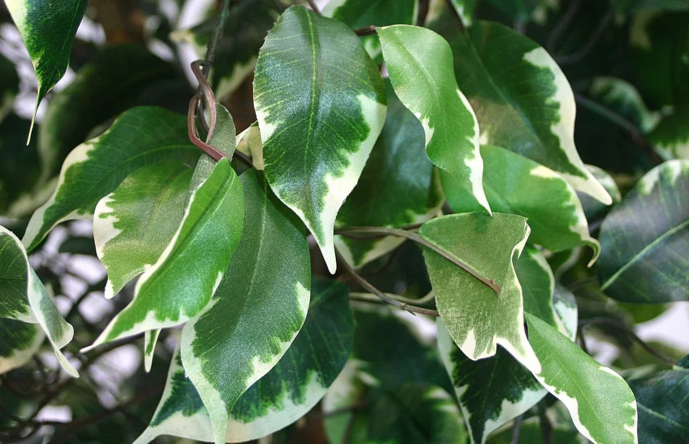 Seidenblumen Roß Kunstbaum Ficus Excotica Grün-Creme 120 cm
