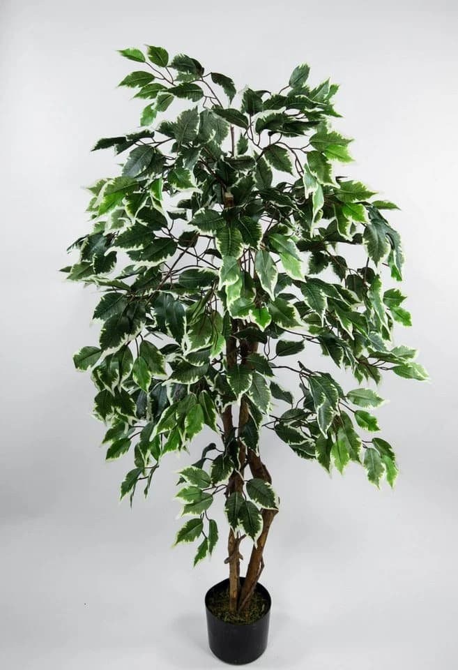 Seidenblumen Roß Kunstbaum Ficus Excotica Grün-Creme 120 cm - Bild 2