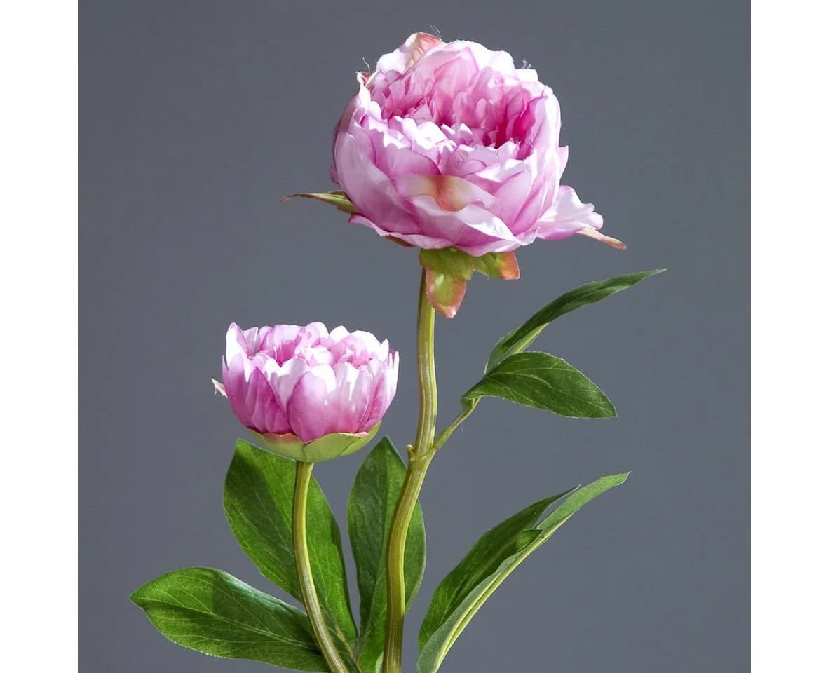 Seidenblumen Roß Kunstblume Pfingstrose 2 Blüten Rosa-Pink