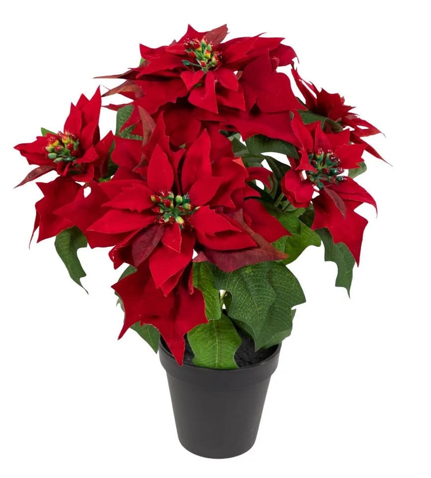 Seidenblumen Roß Weihnachtsstern Nature samt-rot mit 6 Blüten im Topf