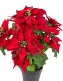 Seidenblumen Roß Weihnachtsstern Nature samt-rot mit 6 Blüten im Topf Bild 3