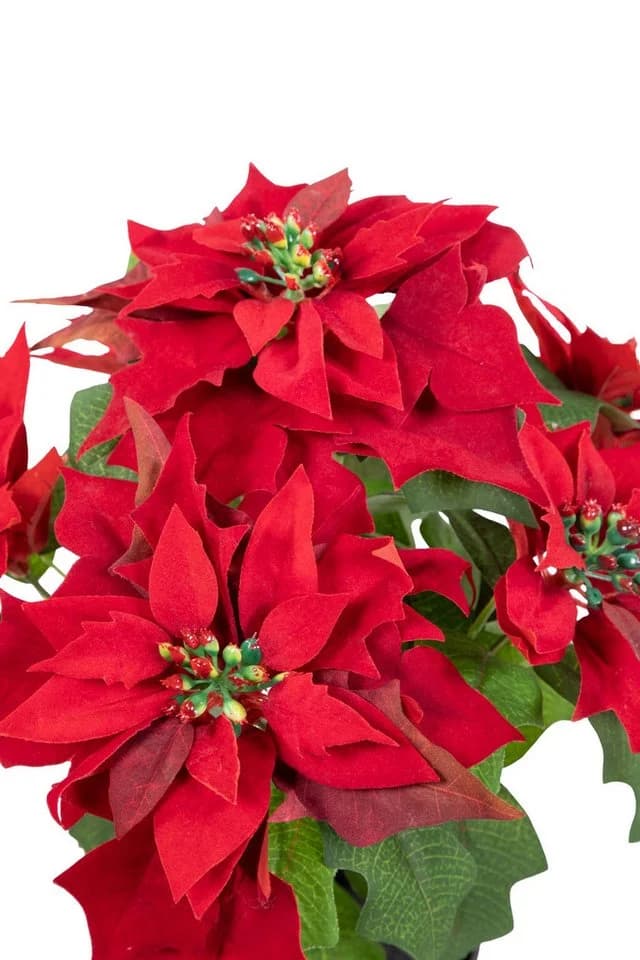 Seidenblumen Roß Weihnachtsstern Nature samt-rot mit 6 Blüten im Topf - Bild 4