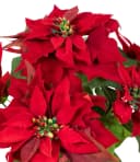 Seidenblumen Roß Weihnachtsstern Nature samt-rot mit 6 Blüten im Topf Bild 5