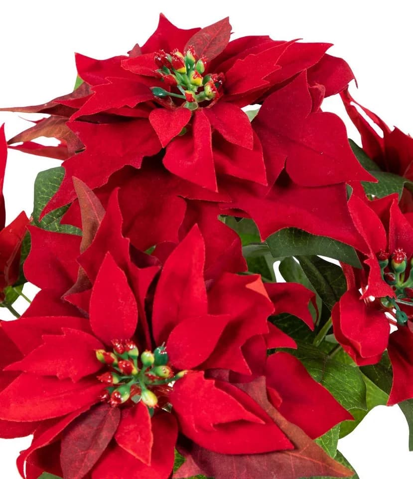 Seidenblumen Roß Weihnachtsstern Nature samt-rot mit 6 Blüten im Topf - Bild 5
