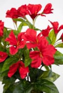 Kunstblume Hibiskus 40cm im Topf ZF Kunstpflanzen Blumen künstlicher Eibisch Hibiskus, Seidenblumen Roß, Rot Bild 1