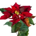 Seidenblumen Roß Weihnachtsstern Kunstblume samt-rot 72cm Bild 3