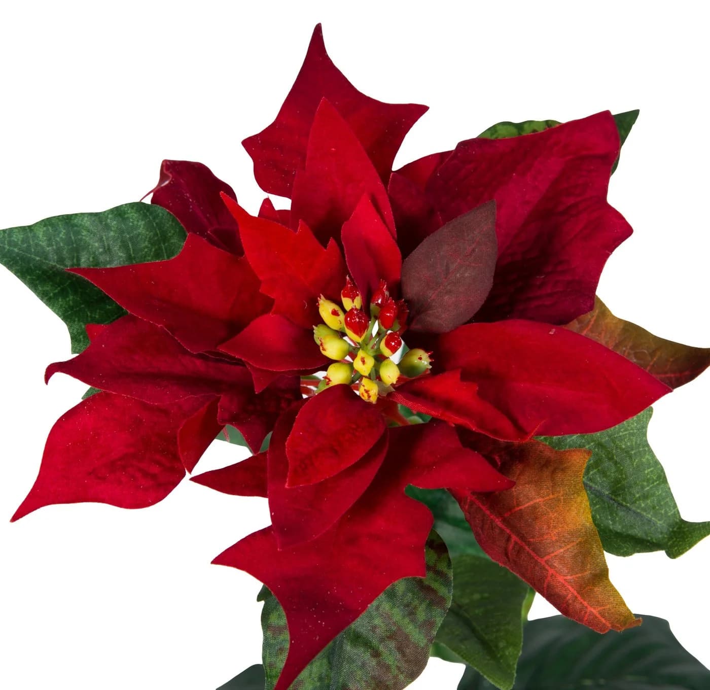 Seidenblumen Roß Weihnachtsstern Kunstblume samt-rot 72cm - Bild 4