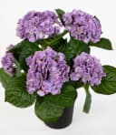 Kunstblume Hortensienbusch Deluxe Lila 42cm im Topf Bild 3