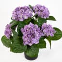 Kunstblume Hortensienbusch Deluxe Lila 42cm im Topf Bild 4