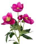 Kunstblume Christrose 62cm PM Dekoblumen künstliche Christrose Blumen Helleborus, Seidenblumen Roß, Farbe: Rosa-Pink Bild 3