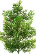 Kunstzweig Zedernzweig Nature ZJ Kunststoff 100% PE Spritzguss künstliche Zeder, Seidenblumen Roß Bild 3