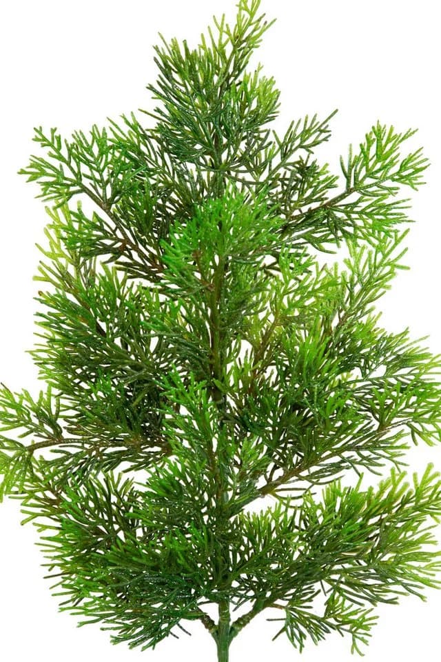Kunstzweig Zedernzweig Nature ZJ Kunststoff 100% PE Spritzguss künstliche Zeder, Seidenblumen Roß - Bild 3