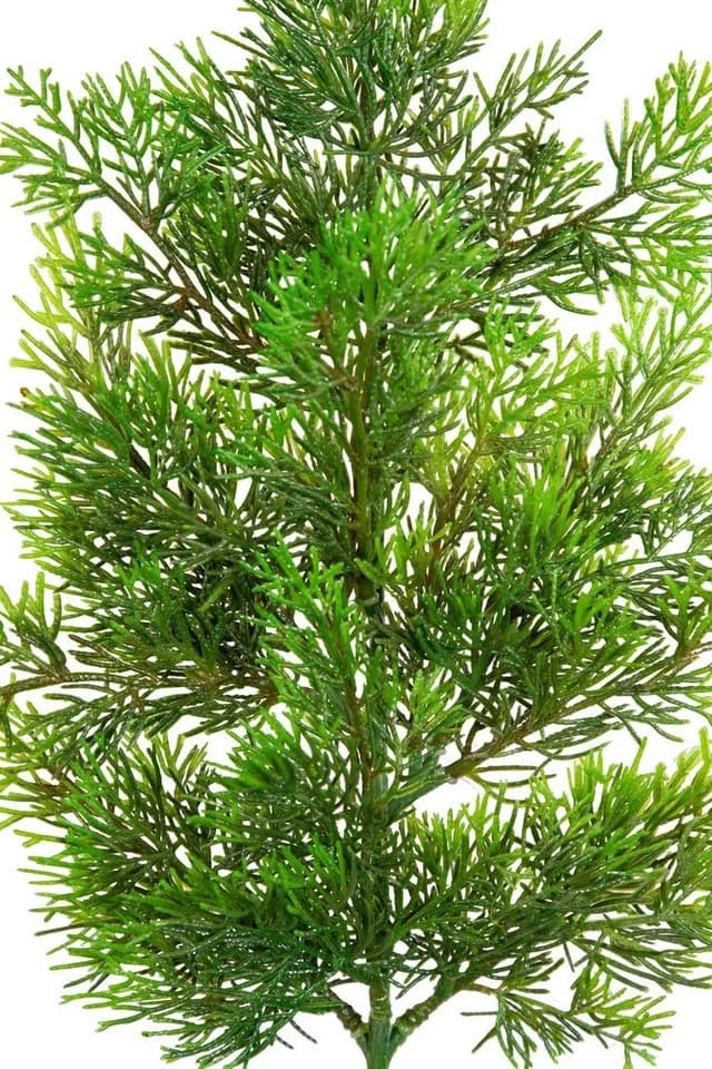 Kunstzweig Zedernzweig Nature ZJ Kunststoff 100% PE Spritzguss künstliche Zeder, Seidenblumen Roß - Bild 4