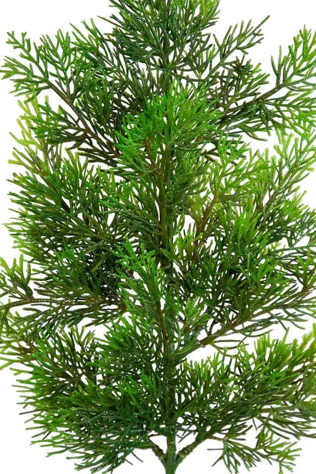 Kunstzweig Zedernzweig Nature ZJ Kunststoff 100% PE Spritzguss künstliche Zeder, Seidenblumen Roß - Bild 5