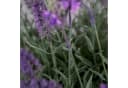 Kunstblume Lavendel in runder Dekoschale 48x42cm Seidenblumen Roß Bild 3