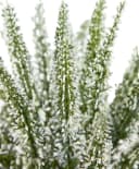 Seidenblumen Roß Kunstblume Erika Weiß im Topf Bild 5
