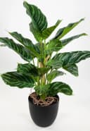 Kunstpflanze Calathea Grün-Hellgrün mit Topf Real-Touch Bild 1