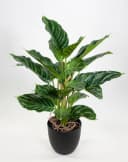 Kunstpflanze Calathea Grün-Hellgrün mit Topf Real-Touch Bild 2