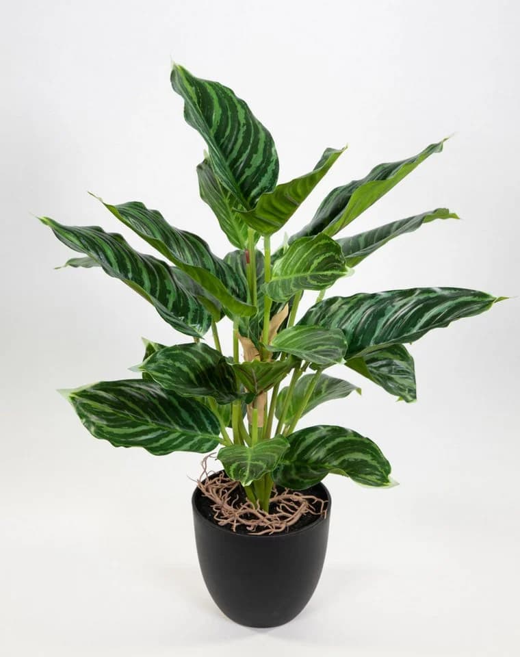Kunstpflanze Calathea Grün-Hellgrün mit Topf Real-Touch - Bild 2