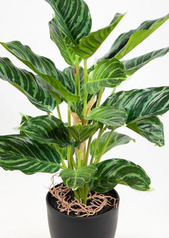 Kunstpflanze Calathea Grün-Hellgrün mit Topf Real-Touch - Bild 3