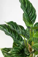 Kunstpflanze Calathea Grün-Hellgrün mit Topf Real-Touch Bild 4