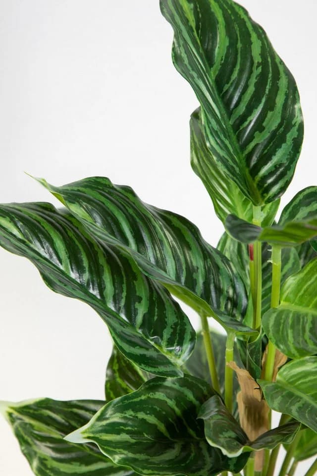 Kunstpflanze Calathea Grün-Hellgrün mit Topf Real-Touch - Bild 4