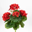 Kunstblume Geranie 32cm LM Kunstpflanzen künstliche Blumen Pflanzen Pelargonium, Seidenblumen Roß Bild 2
