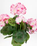 Kunstblume Geranie 32cm Rosa - 5 Blütenköpfe Bild 1