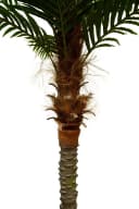Kunstpalme Phönixpalme 210-230cm Seidenblumen Roß Bild 1