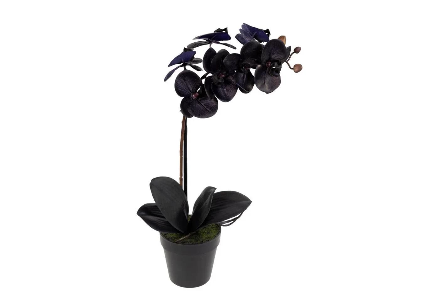 Seidenblumen Roß Kunstblume Orchidee Real Touch 50x20cm schwarz im Topf GA - Bild 2