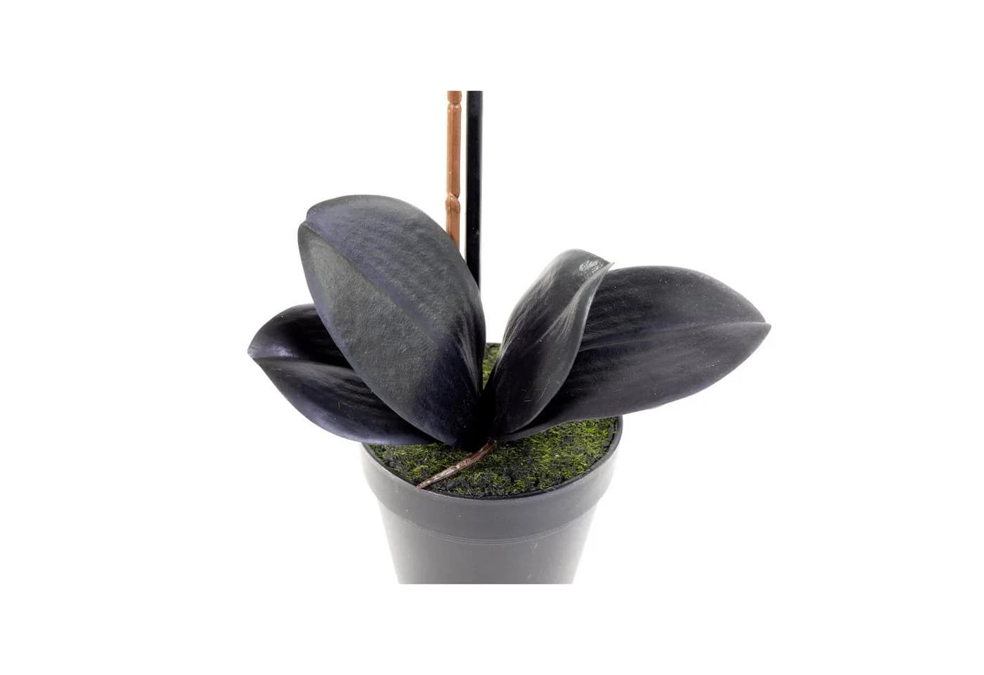 Seidenblumen Roß Kunstblume Orchidee Real Touch 50x20cm schwarz im Topf GA - Bild 4