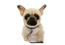 Teddys Rothenburg Kuscheltier Französische Bulldogge Beige mit Leine Bild 4