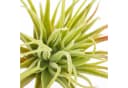 artplants Künstliche Tillandsia Rubra Penny 12cm Grün-Rot Bild 1