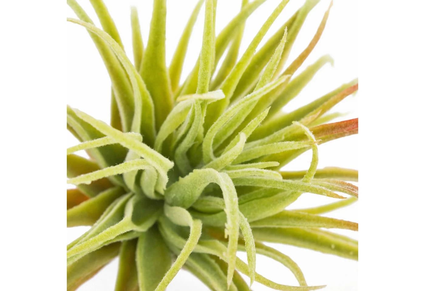 artplants Künstliche Tillandsia Rubra Penny 12cm Grün-Rot