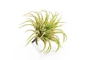 artplants Künstliche Tillandsia Rubra Penny 12cm Grün-Rot Bild 2