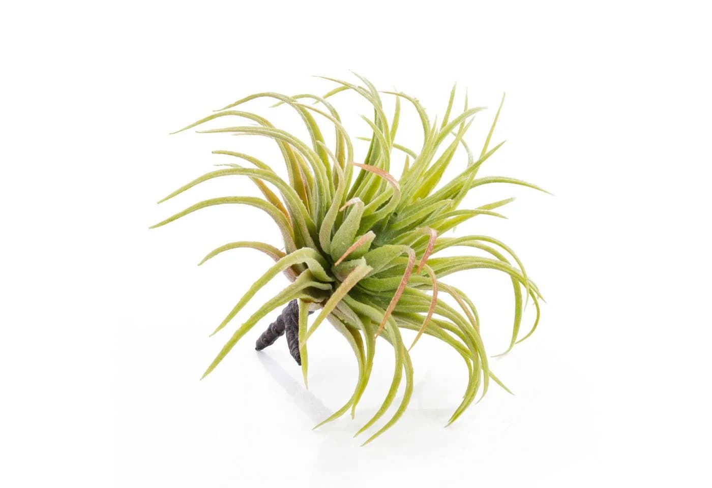 artplants Künstliche Tillandsia Rubra Penny 12cm Grün-Rot - Bild 2