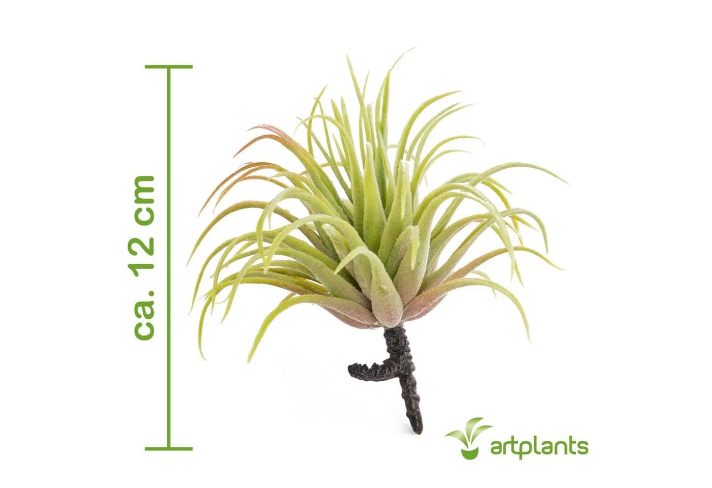 artplants Künstliche Tillandsia Rubra Penny 12cm Grün-Rot - Bild 3