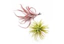 artplants Künstliche Tillandsia Rubra Penny 12cm Grün-Rot Bild 4