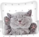 Jerry Fabrics Bettwäsche Kätzchen Katze Wende-Bettwäsche-Set 135x200 & 80x80 Baumwolle 100% Baumwolle Bild 1