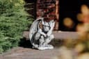 gartendekoparadies.de Gargoyle Statue Grau Steinfigur Frostsicher Bild 1