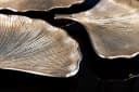 riess-ambiente Dekoschale GINKGO 30cm gold (Set, 3 St) Bild 5