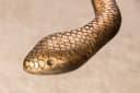 riess-ambiente Beistelltisch WILDLIFE SNAKE 65cm transparent / kupfer Bild 5