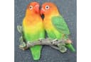 dazikemo Gartenfigur Lovebirds Vögel Kunststein Wanddeko Bild 1