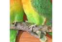 dazikemo Gartenfigur Lovebirds Vögel Kunststein Wanddeko Bild 5