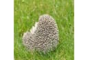 dazikemo Gartenfigur Igel Kunststein Handbemalt Bild 4