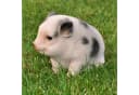 dazikemo Gartenfigur Schwein Dekofigur Kunststein Bild 1