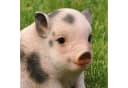 dazikemo Gartenfigur Schwein Dekofigur Kunststein Bild 3