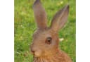 dazikemo Gartenfigur Hase Kunststein Dekofigur Bild 4